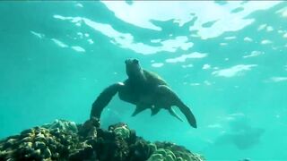 Luna Okko - First Time In Hawaii - Lunas Journey